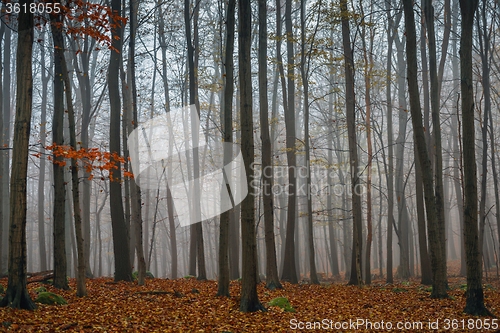 Image of Autumn day in the enchanted forest 