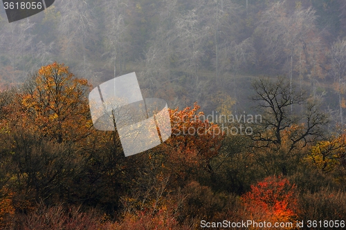 Image of Aerial view of autumn forest