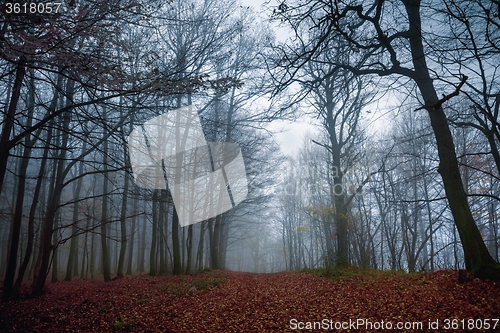 Image of Pathway through the autumn forest