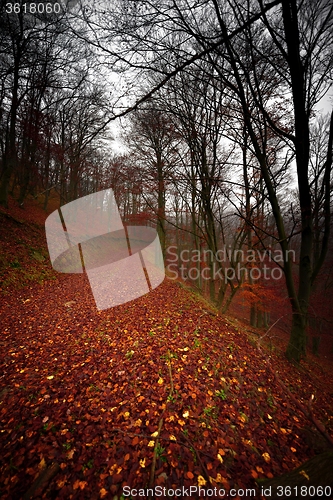 Image of Pathway through the autumn forest