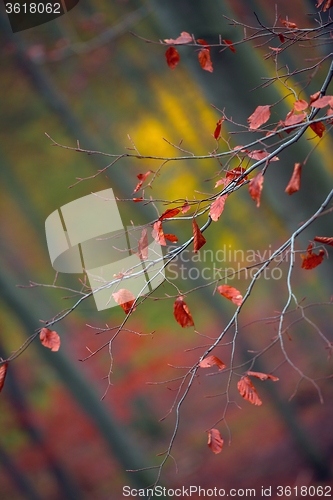 Image of Autumn day in the enchanted forest 