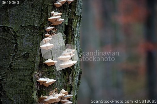Image of Mushrooms in the enchanted forest 