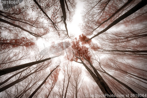 Image of Mighty trees standing in the enchanted forest