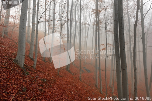 Image of Autumn day in the enchanted forest 