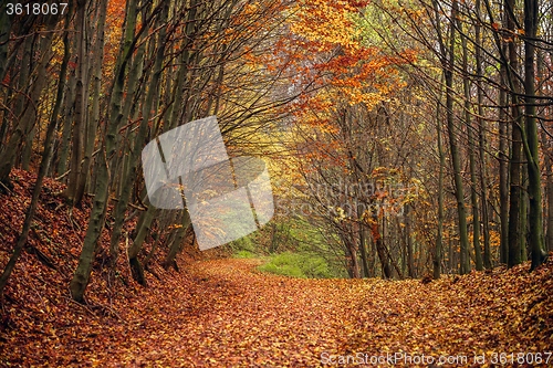 Image of Pathway through the autumn forest