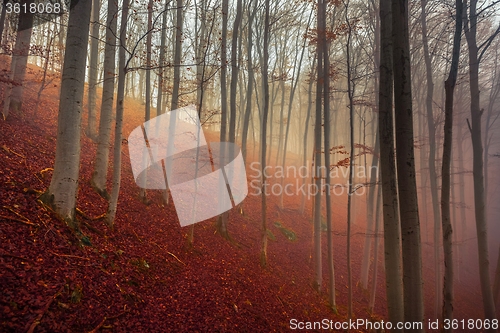 Image of Autumn day in the enchanted forest 