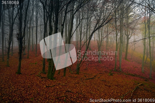 Image of Autumn day in the enchanted forest 