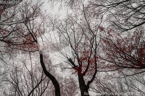 Image of Mighty trees standing in the enchanted forest