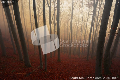 Image of Autumn day in the enchanted forest 