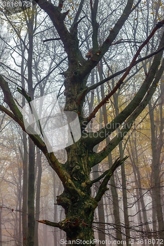 Image of Autumn day in the enchanted forest 