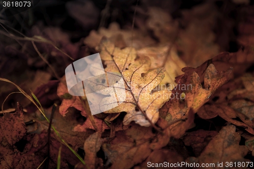 Image of Fallen leaves on the ground
