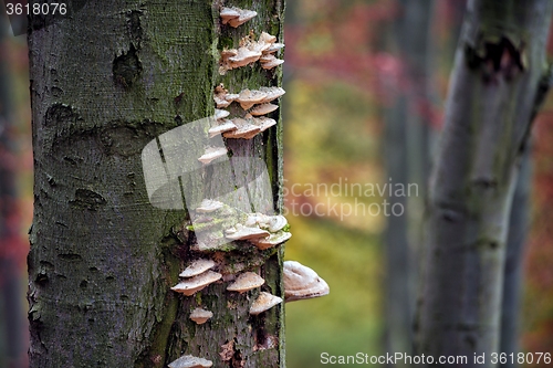 Image of Autumn day in the enchanted forest 