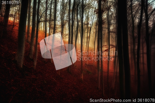 Image of Autumn day in the enchanted forest 