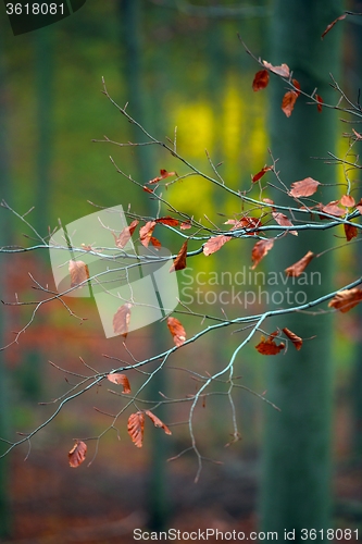 Image of Autumn day in the enchanted forest 