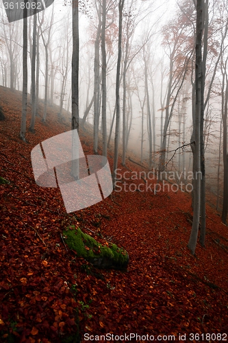 Image of Autumn day in the enchanted forest 