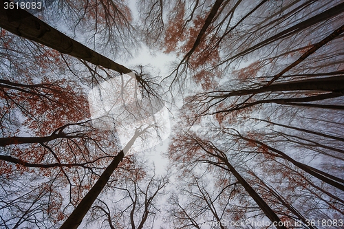 Image of Mighty trees standing in the enchanted forest