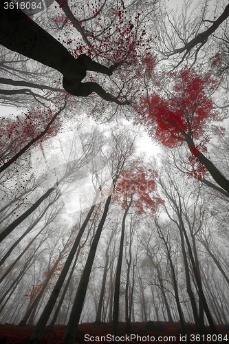 Image of Mighty trees standing in the enchanted forest