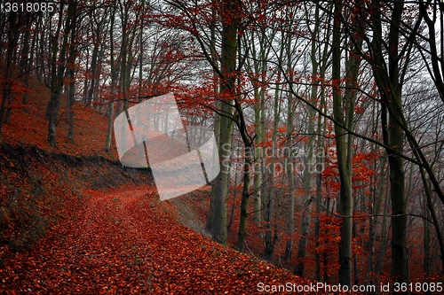 Image of Pathway through the autumn forest