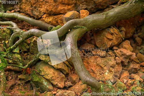 Image of Autumn day in the enchanted forest 