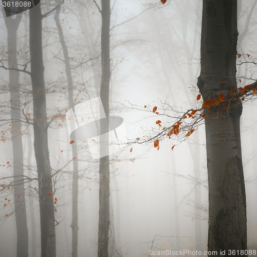 Image of Autumn day in the enchanted forest 