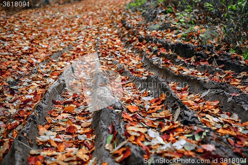 Image of Pathway through the autumn forest