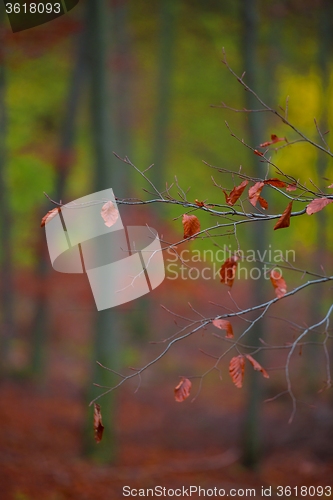 Image of Autumn day in the enchanted forest 