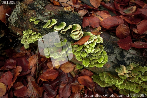 Image of Mushrooms in the enchanted forest 