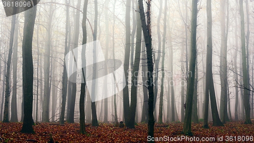 Image of Autumn day in the enchanted forest 