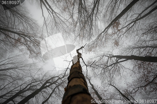 Image of Mighty trees standing in the enchanted forest