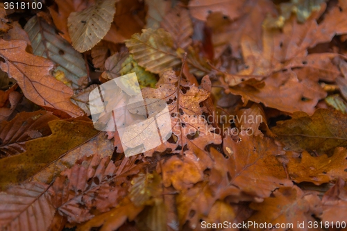 Image of Fallen leaves on the ground