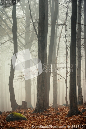 Image of Autumn day in the enchanted forest 