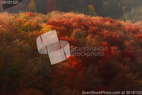 Image of Aerial view of autumn forest