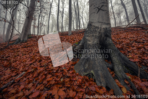 Image of Autumn day in the enchanted forest 