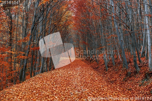 Image of Pathway through the autumn forest