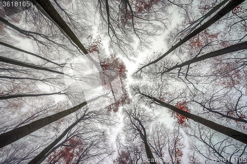 Image of Mighty trees standing in the enchanted forest