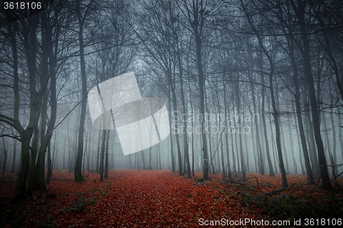 Image of Pathway through the autumn forest