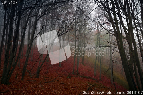 Image of Autumn day in the enchanted forest 