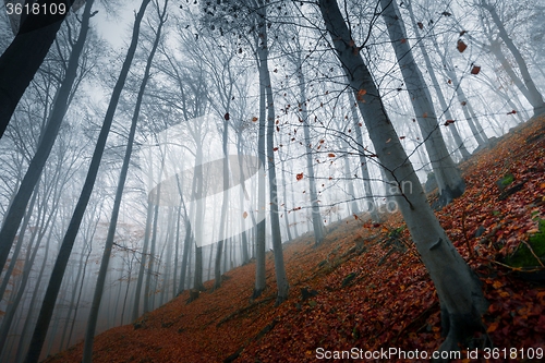 Image of Autumn day in the enchanted forest 