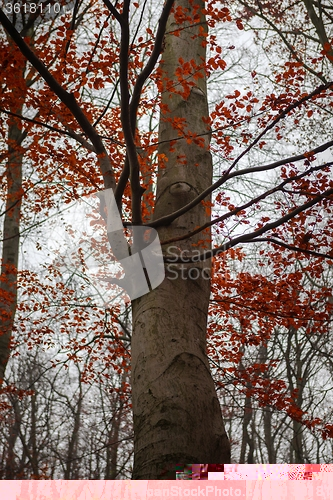 Image of Autumn day in the enchanted forest 