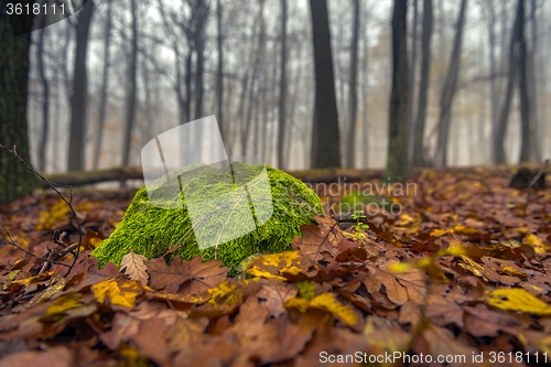 Image of Moss in the enchanted forest 