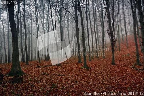 Image of Autumn day in the enchanted forest 