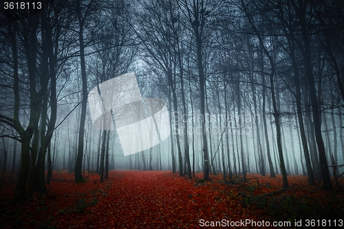 Image of Pathway through the autumn forest