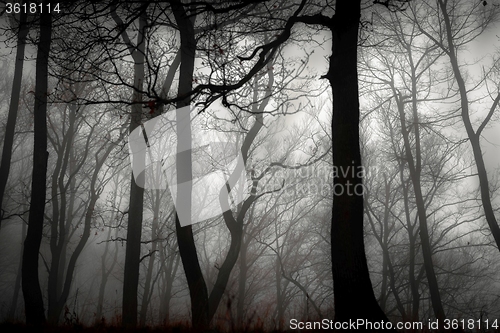 Image of Autumn day in the enchanted forest 