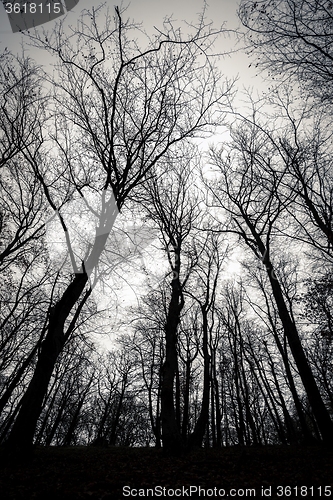 Image of Mighty trees standing in the enchanted forest