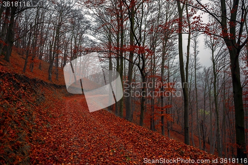 Image of Pathway through the autumn forest