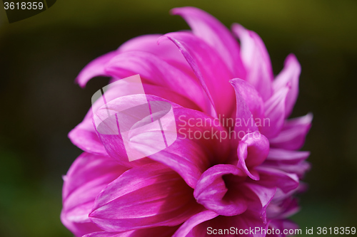 Image of dhalia purple flower