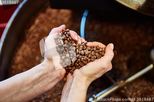 Image of close-up view of roasted coffee beans in hand