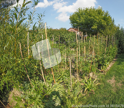 Image of Vegetable garden