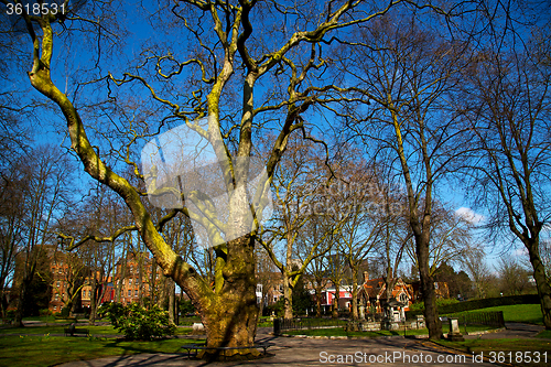 Image of park in london spring  tree 