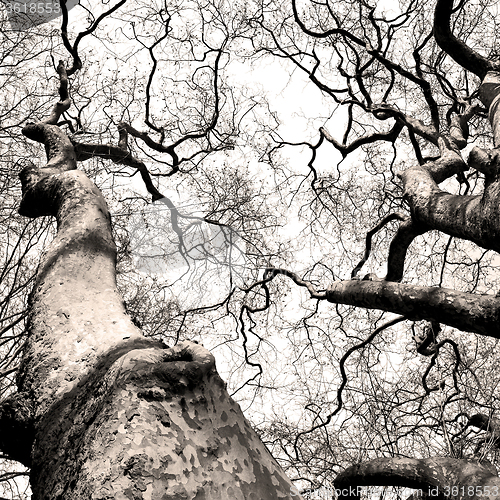 Image of park in london spring sky and old dead tree 